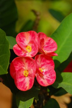 Bahçedeki güzel çiçekler