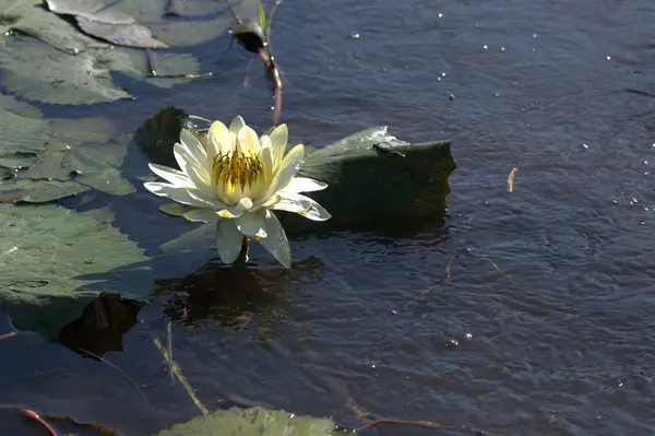 Gölde nilüfer çiçeği