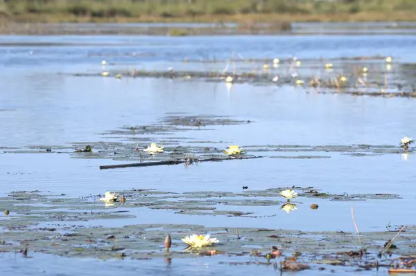 Parktaki gölün güzel manzarası