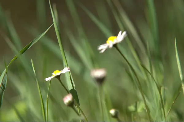 Bahçede bahar çiçekleri