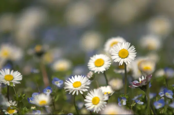 Bahçedeki güzel beyaz çiçekler