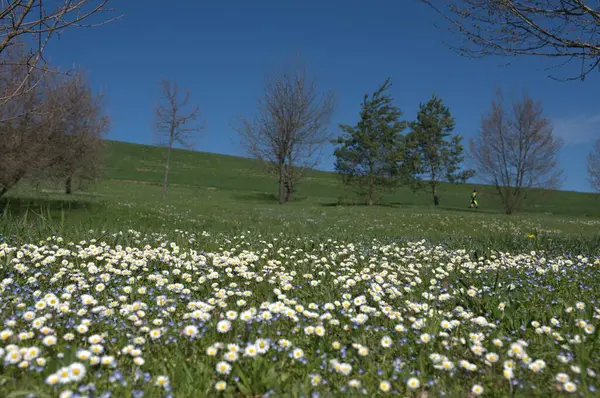Bahçedeki güzel çiçekler