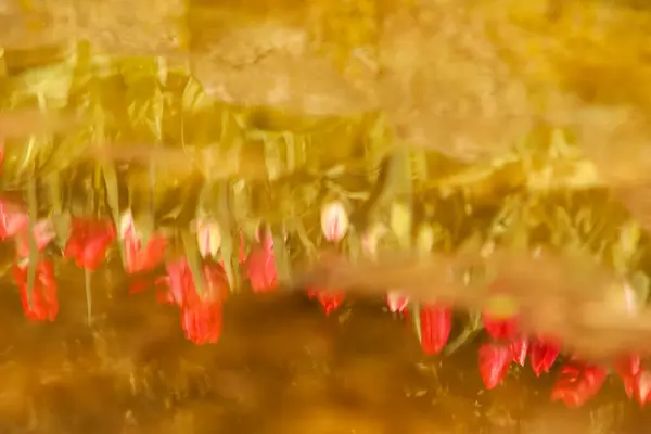 Bahçede kırmızı gül çiçeği