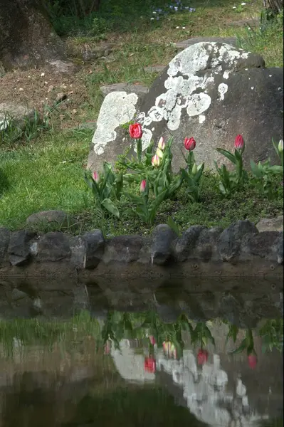 Güzel botanik fotoğrafı, doğal duvar kağıdı.