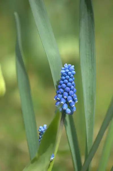 Mavi çiçekler, bitki örtüsü ve doğa