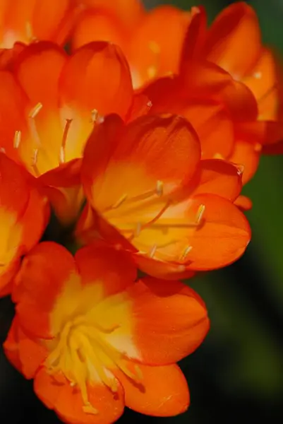 Açık havada yetişen güzel bir renk.