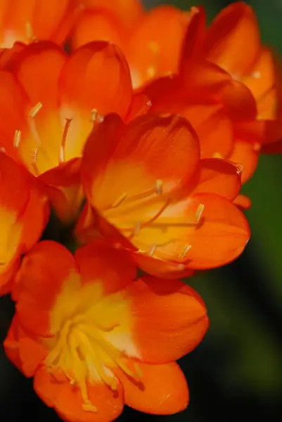 Güzel çiçeklerin yakın görüntüsü, yaz mevsimi.