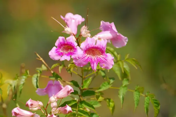 Bahçedeki güzel pembe çiçek