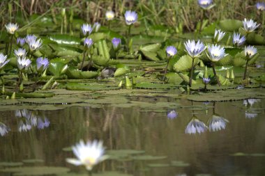 Gölette nilüfer çiçeği