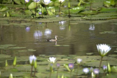 Güzel kuşun manzarası