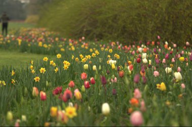 renkli Lale çiçek bahar