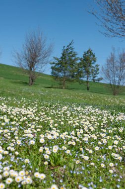 Tarlada beyaz çiçekler