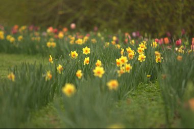 Bahçedeki güzel çiçekler