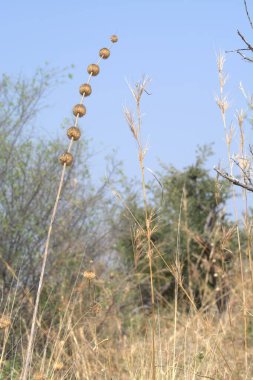 yabani çiçekler, çiçekler ve bitkiler