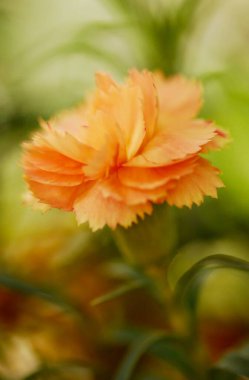 Bahçedeki güzel çiçek