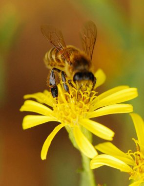 Bahçedeki güzel sarı çiçek