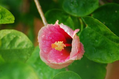 Bahçedeki güzel çiçekler