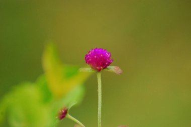 Bahçedeki pembe çiçekler