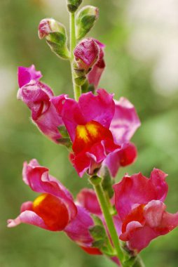 Bahçedeki güzel çiçekler