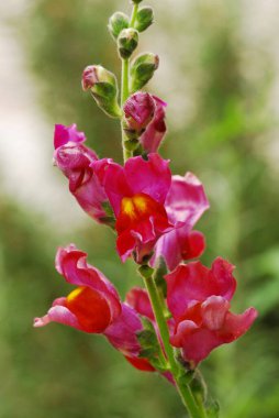 Güzel botanik fotoğrafı, doğal duvar kağıdı.