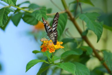 Kelebeğin doğaya bakışı