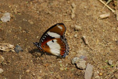 Yeşil arka planda güzel bir kelebek