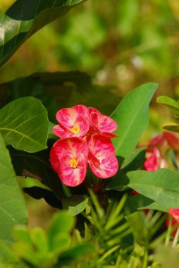 Bahçedeki pembe çiçek