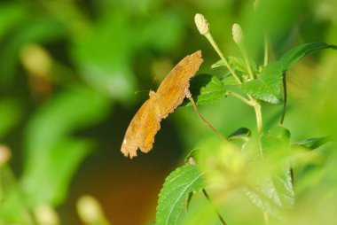 Yaprağın üzerinde kelebek