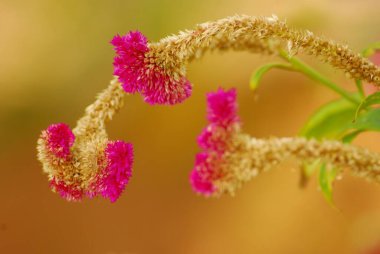 Bahçedeki güzel çiçekler