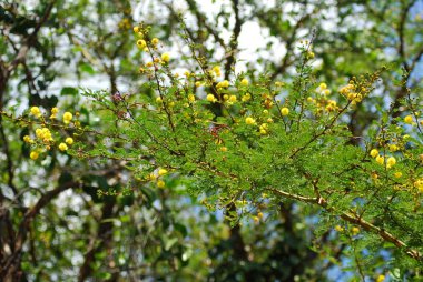 Güzel botanik fotoğrafı, doğal duvar kağıdı.