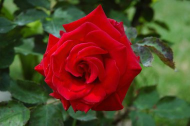 Bahçedeki kırmızı gülü kapat.