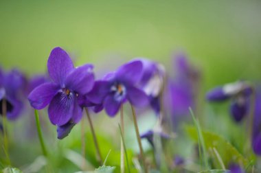 Bahçedeki güzel çiçekler