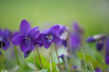 Bahçede mor çiçekler