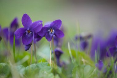 Bahçedeki güzel çiçekler