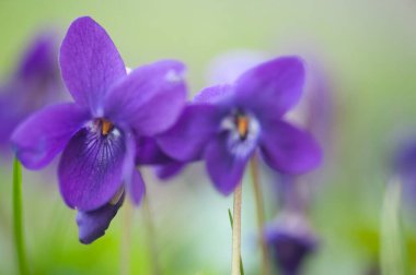 Yeşil arka planda güzel bahar çiçekleri..