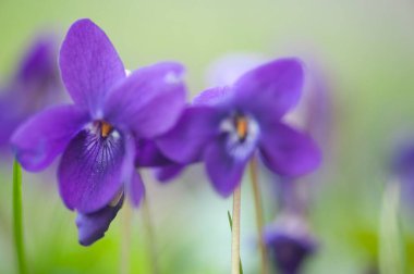 İlkbaharda mor çiçek