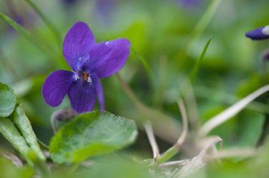 mor nonoş (viyola odorata) ).