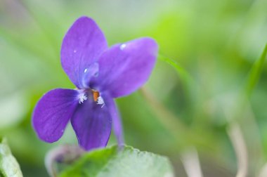 Bahçedeki güzel çiçek