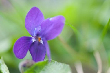 Bahçedeki mor çiçek