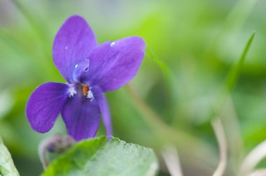 bahçede büyüyen güzel mor çiçekler