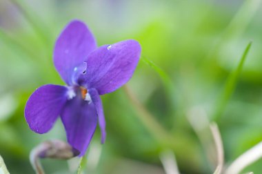 Bahçedeki güzel çiçekler