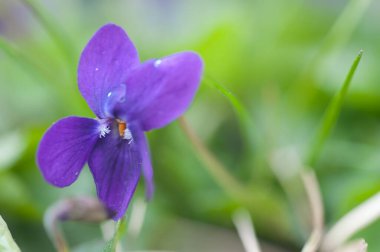 Güzel çiçekler, çiçek konsepti