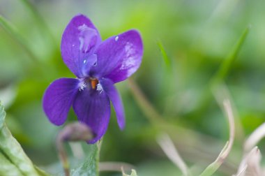Bahçedeki mor çiçek