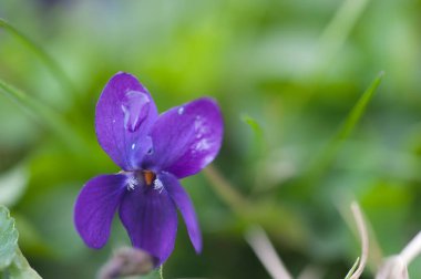 Bahçede mor çiçekler