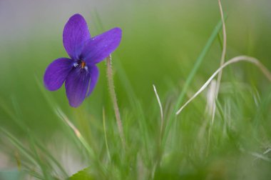 Bahçedeki güzel çiçekler