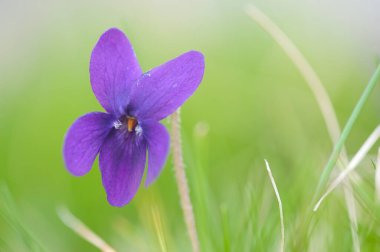 Bahçedeki güzel mor süsen çiçeği