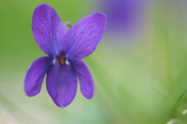 güzel çiçeklerin yakın görünümü
