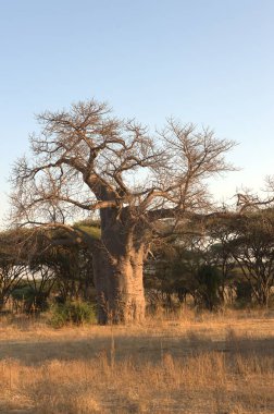 Namibya 'daki Afrika Ağacı