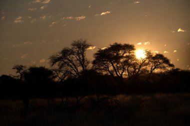 Savanadaki Afrika savanasında güneşin güzel bir görüntüsü.