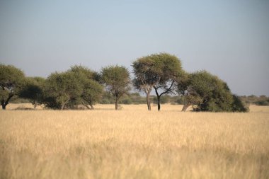 Savananın savanasındaki Afrika savanasının manzarası